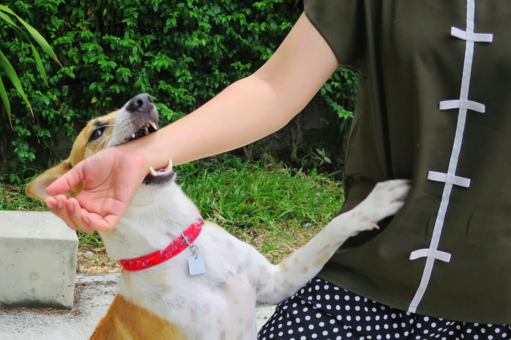 Aggressive dog biting strangers arm.