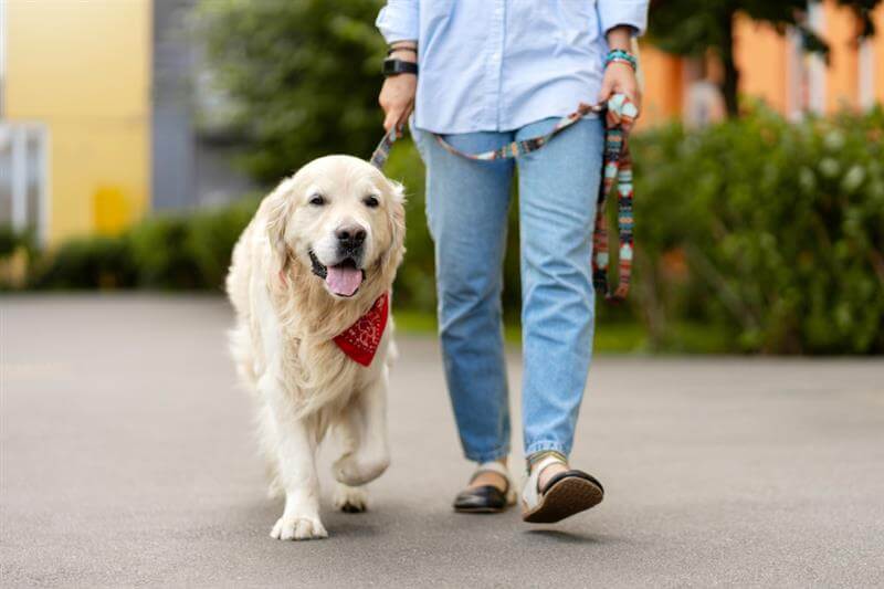Cute golden labrador walking on leash with woman in the park.